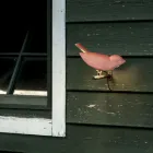 Applique d'extérieur en faïence toscane émaillée Made in Italy - Uccellino Viadurini