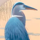 Composition de peintures en bois avec imprimé d'oiseaux fabriquées en Italie - Belize Viadurini