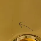 Vasque à poser moderne en céramique dorée fabriquée en Italie Sofia Viadurini